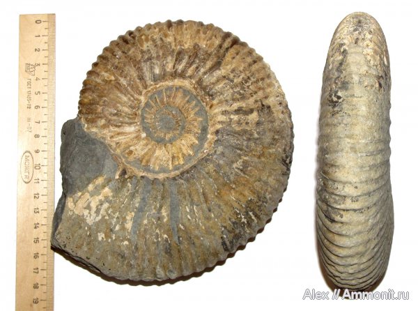 аммониты, мел, Ammonites, Acanthohoplites, Parahoplitidae, Cretaceous