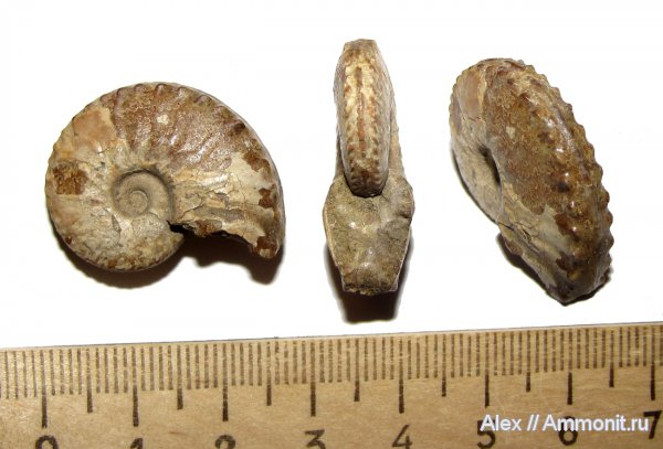 аммониты, мел, Schloenbachia, Ammonites, Schloenbachia varians, Cretaceous