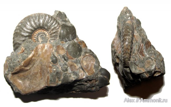 аммониты, мел, Deshayesites, Ammonites, Deshayesitidae, Aptian, Cretaceous