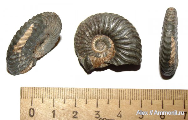 аммониты, мел, Deshayesites, апт, Ammonites, Deshayesitidae, Aptian, Cretaceous