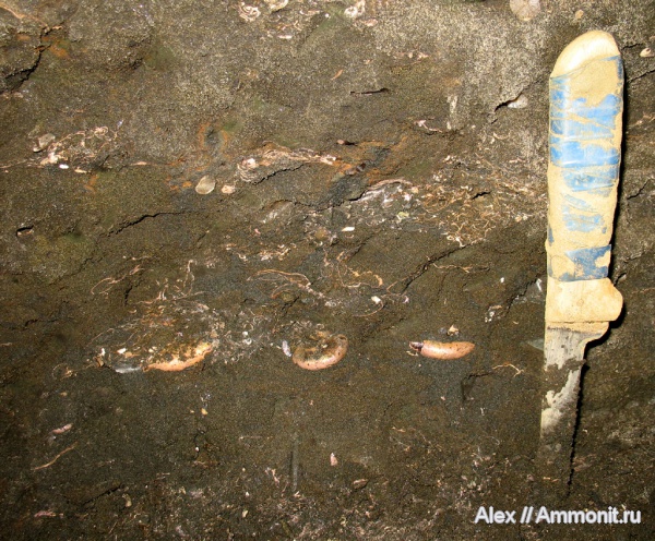 аммониты, юра, Kachpurites, волжский ярус, Kachpurites fulgens, Ammonites, Volgian, Jurassic