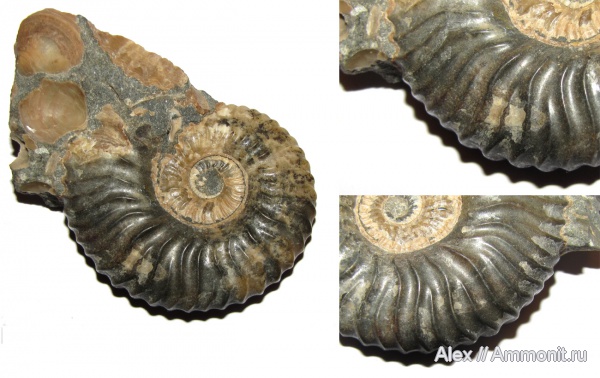 аммониты, мел, Deshayesites, Ammonites, muscle scars, отпечатки мускулов, Cretaceous