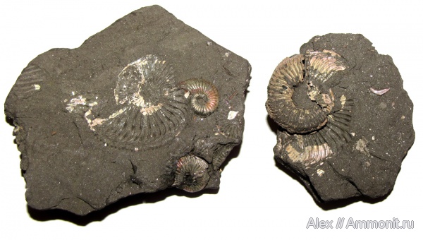 аммониты, юра, оксфорд, Amoeboceras, пирит, Ammonites, Oxfordian, Jurassic