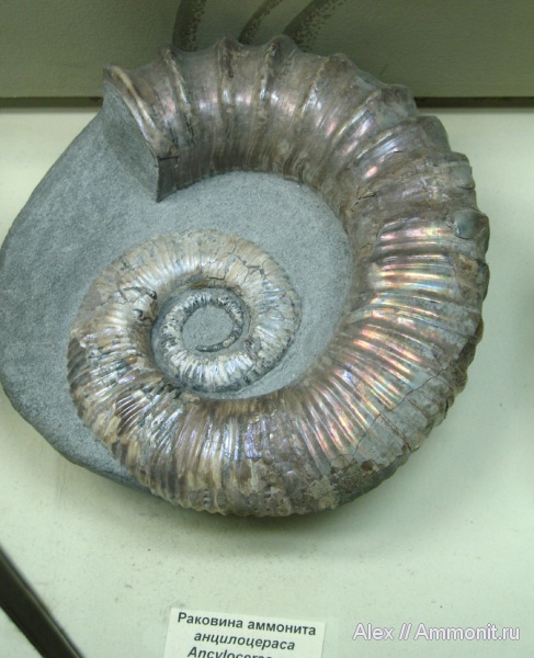 аммониты, гетероморфные аммониты, музеи, ПИН, Ancyloceras, Ammonites, heteromorph ammonites
