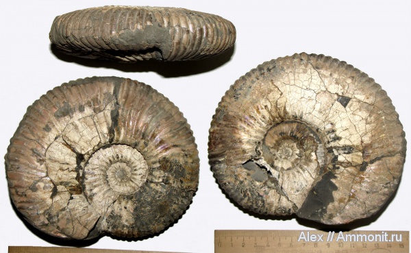 мел, музеи, Acanthohoplites, МЗ МГУ, Acanthohoplites trautscholdi, Cretaceous