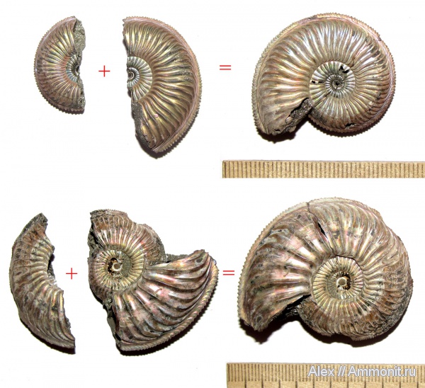 аммониты, юра, оксфорд, Марково, Amoeboceras, Amoeboceras alternoides, Ammonites, Oxfordian, Jurassic