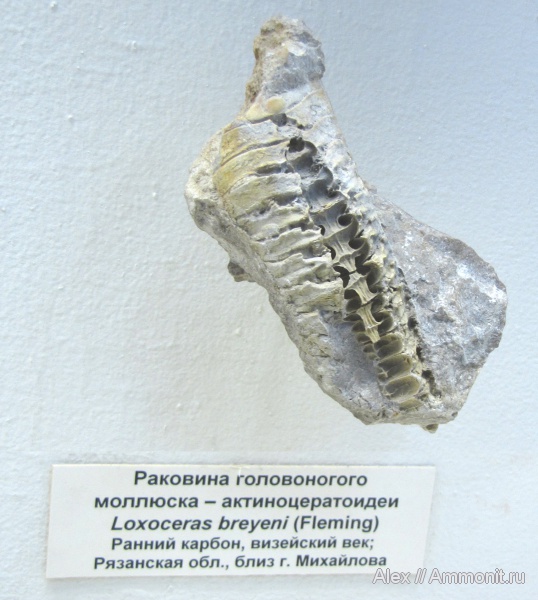 карбон, музеи, ПИН, Loxoceras, Actinocerida, Loxoceras breynii