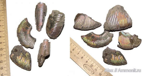 аммониты, юра, оксфорд, Perisphinctes, Perisphinctidae, Ammonites, Subdiscosphinctes, Oxfordian, Jurassic