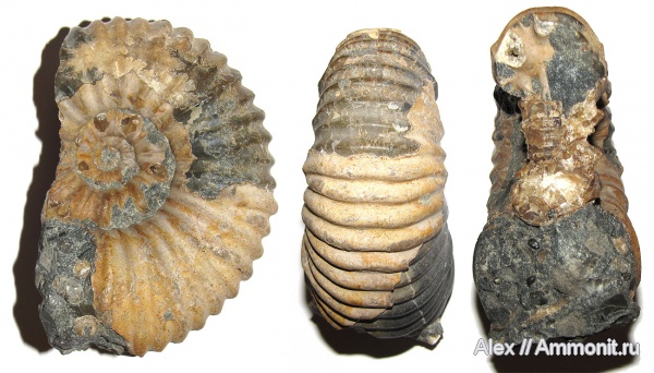 аммониты, мел, апт, Ammonites, Acanthohoplites, Parahoplitidae, Acanthohoplites multispinatus, Aptian, Cretaceous