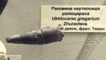 Ukhtoceras gregarium