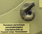 Catyrephoceras sp.