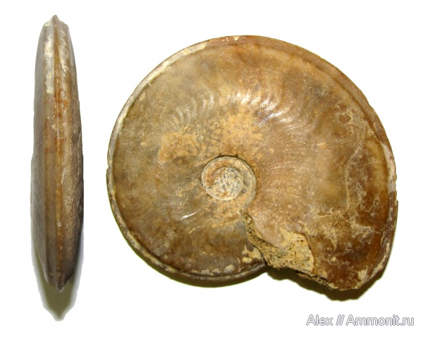 аммониты, ?, Ammonites, МДЭБЦ, МГСЮН, Hyperlioceras, зона Hyperlioceras discites