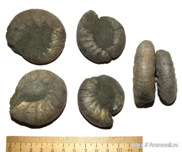 аммониты, юра, Kachpurites, волжский ярус, Ammonites, Volgian, Jurassic
