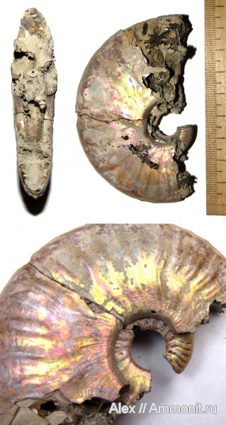 аммониты, келловей, Sublunuloceras, Hecticoceratinae, Ammonites, Putealiceras, Callovian, Middle Jurassic