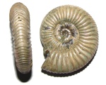 Neosilesites ambatolafiensis