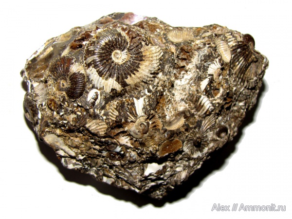 аммониты, юра, нижний келловей, келловей, Pseudocadoceras, Ammonites, ТЭЦ-5, Callovian, Jurassic, Middle Jurassic, Lower Callovian