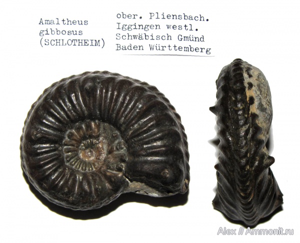Германия, плинсбах, Amaltheus, Amaltheus gibbosus, Amaltheidae, Pliensbachian