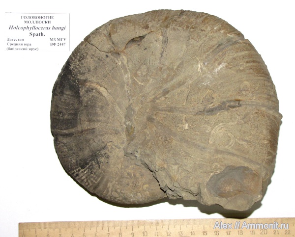 аммониты, Holcophylloceras, Ammonites, МЗ МГУ, Holcophylloceras hangi