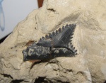 Зубы из МосГорСюна - зуб №2 - Edestus aff. protopirata