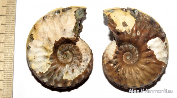 аммониты, мел, сеноман, Schloenbachia, Ammonites, Schloenbachia varians, Schloenbachiidae, Cenomanian, Cretaceous