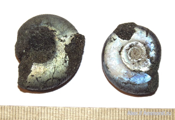 аммониты, Kachpurites, Craspedites, Ammonites, Craspeditidae, вентральные укусы, ventral bite marks, Volgian