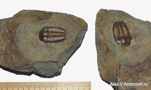 трилобиты, кембрий, Cambrian, Ellipsocephalus, Ellipsocephalus hoffi