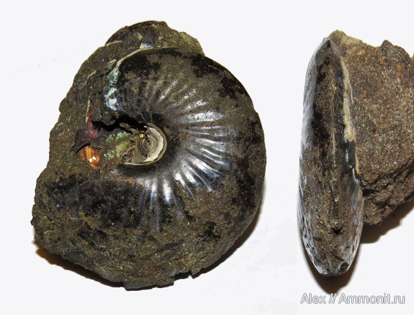 аммониты, волжский ярус, Garniericeras, Garniericeras catenulatum, Ammonites, Garniericeratinae, Volgian