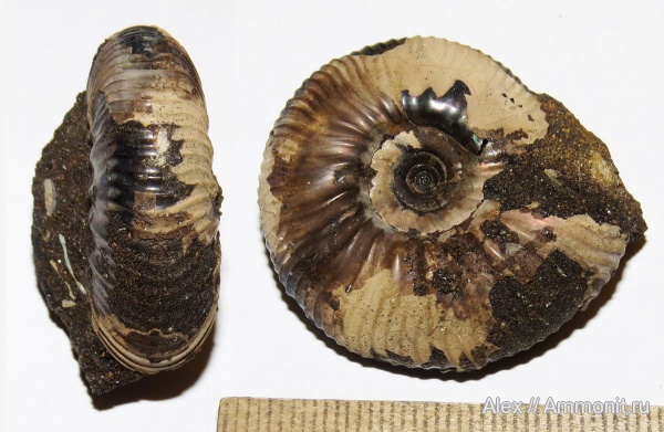 аммониты, волжский ярус, Craspedites, Craspedites subditoides, Ammonites, Craspeditidae, Volgian