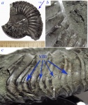 Необычные отпечатки мускулов Virgatites virgatus