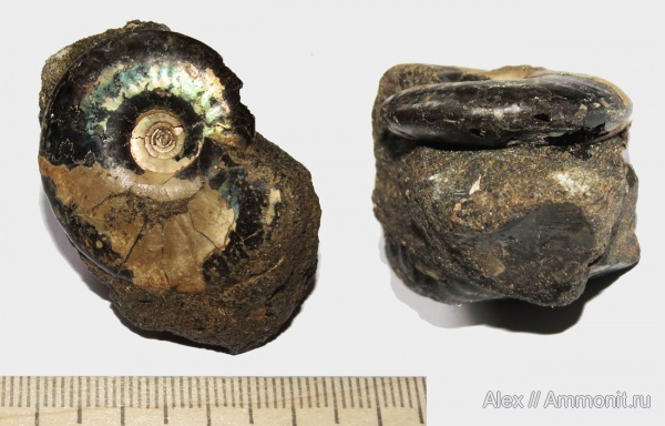 аммониты, Kachpurites, Ammonites, Craspeditidae, Volgian, Kachpurites involutus