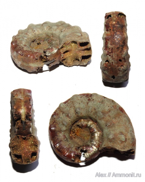 аммониты, оксфорд, Euaspidoceras, Рыбаки, Ammonites, Aspidoceratidae, Aspidoceratinae, Oxfordian