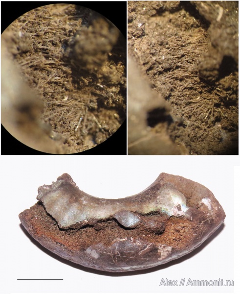 аммониты, губки, спикулы, Mirosphinctes, Stramentella, Ammonites