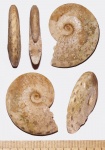 Acompsoceras sp. с асимметричным сифоном
