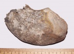 Quenstedtoceras sp., annular elevation - палеонтология и минералогия