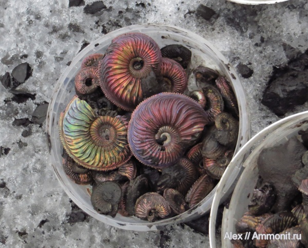 Amoeboceras, верхний оксфорд, Amoeboceras alternoides, Ammonites, Oxfordian, Upper Oxfordian