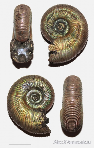 верхний оксфорд, Perisphinctidae, parabolae, Subdiscosphinctes, Oxfordian, Upper Oxfordian