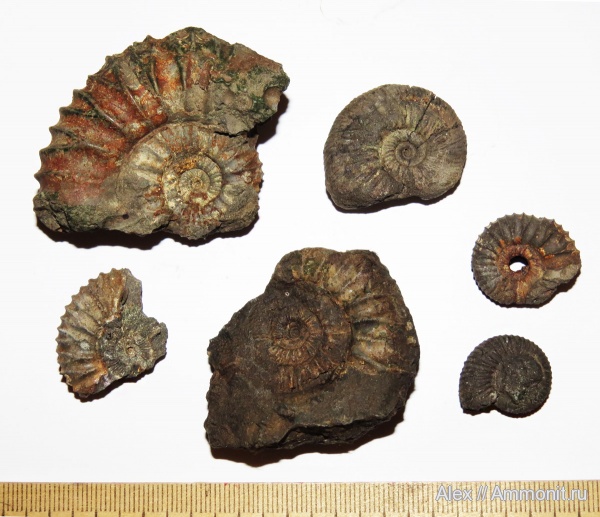 аммониты, Pavlovia, зона Dorsoplanites panderi, Ammonites
