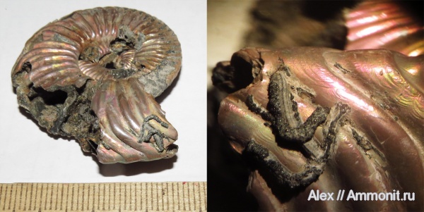 аммониты, серпулы, Quenstedtoceras, Serpulidae, микроскульптура, Ammonites, Metavermilia