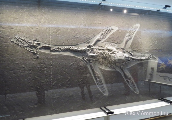 плезиозавры, Holzmaden, Urwelt Museum Hauff, Hauffiosaurus zanoni, Hauffiosaurus