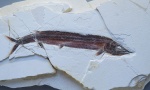Рыба Aspidorhynchus sanzenbacheri