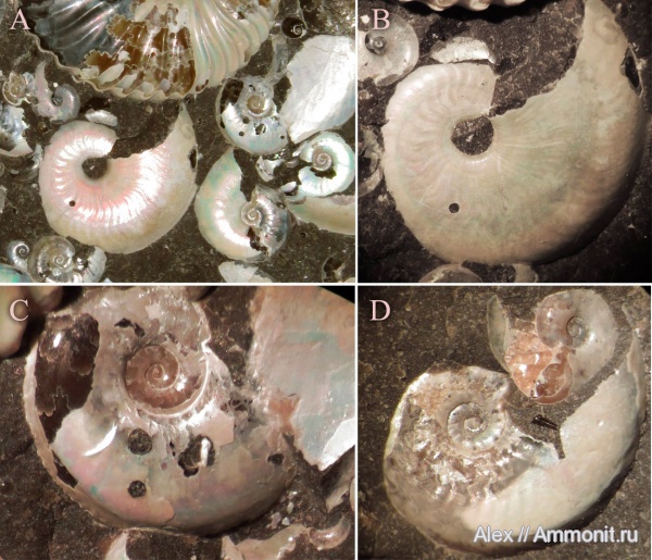 аммониты, рыбы, зубы, Aconeceras, Ammonites, Sinzovia, Aptian, fish, teeth
