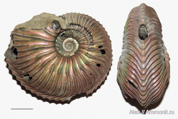 аммониты, Cardioceras, нижний оксфорд, Cardioceratidae, Ammonites, Cardioceratinae, Lower Oxfordian, Korythoceras