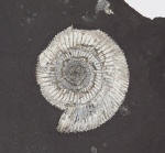 Dactylioceras из Хольцмадена