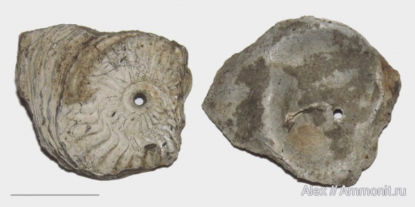 аммониты, двустворки, Amoeboceras, Amoeboceras alternoides, Ammonites