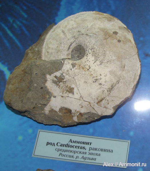 аммониты, Cardioceras, музеи, Cardioceratidae, Ammonites, ГГМ РАН, р. Адзьва