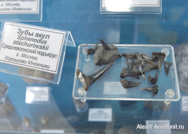 музеи, Sphenodus, зубы акул, ГГМ РАН, Sphenodus longidens, Sphenodus stschurowskii, shark teeth