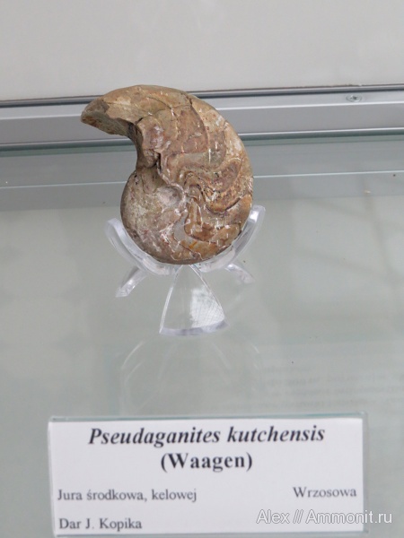 музеи, Nautilida, Polish Geological Institute, Pseudaganides kutchensis, Pseudaganides
