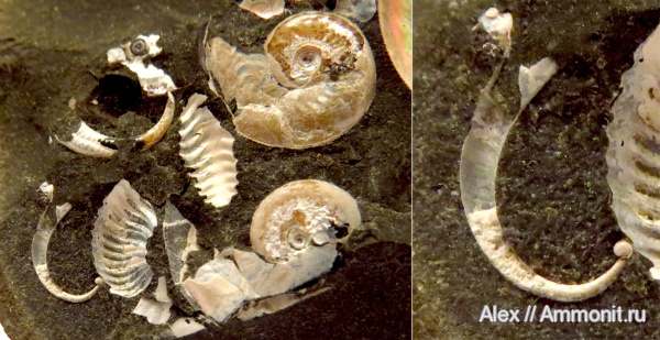 гетероморфные аммониты, Volgoceratoides, Koeneniceras, аммонителла, ammonitella, heteromorph ammonites