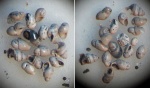 Нижнеоксфордские гастроподы под микроскопом