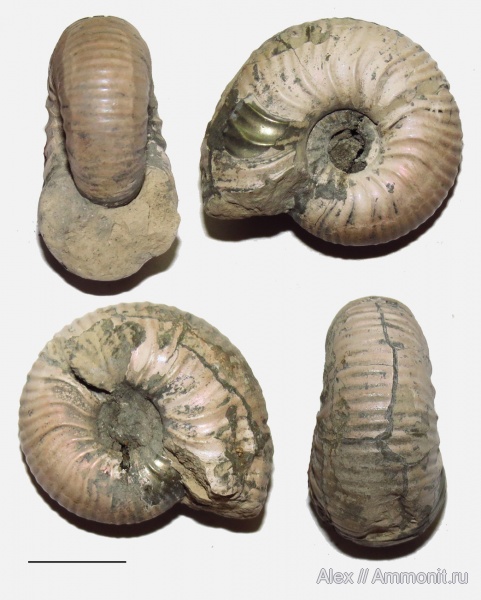 аммониты, келловей, Eichwaldiceras, Ammonites, Callovian, Middle Jurassic